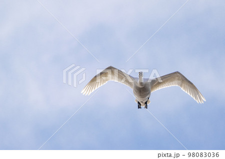 青空を飛翔する白鳥 98083036