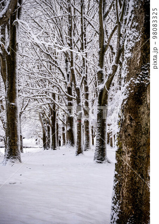 雪と並木 雪と並木 98083325
