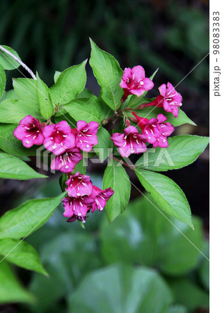 オオベニウツギ 98083383