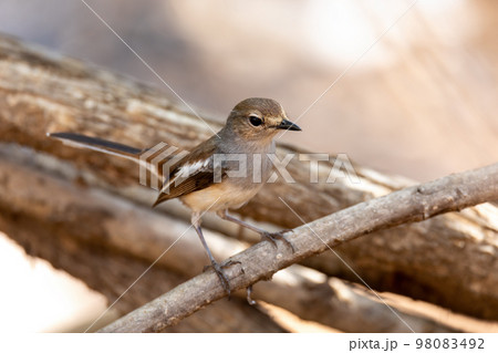Madagascar Magpie-Robin, (Copsychus albospecularis) female Madagascar Magpie-Robin, (Copsychus albospecularis) female 98083492