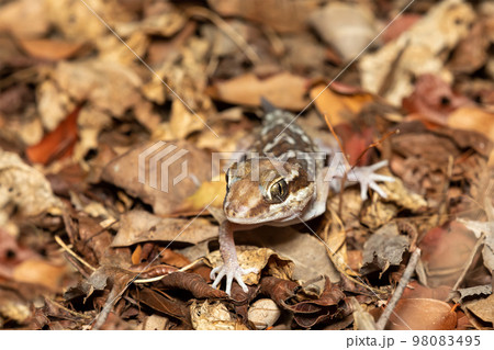 Ocelot gecko, Paroedura picta, Kirindy Forest, Madagascar 98083495