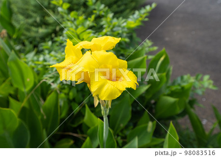 緑を背景に鮮やかな黄色の花を咲かせるカンナの写真素材 [98083516 ...