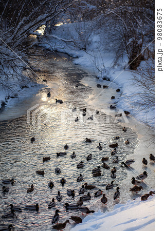Ducks swim in the river in the city's public park in winter. 98083675