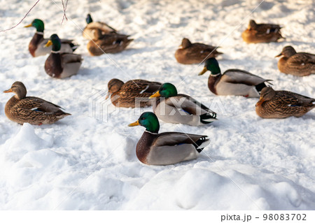 Winter portrait of a duck in a winter public park sitting in the snow Winter portrait of a duck in a winter public park sitting in the snow 98083702