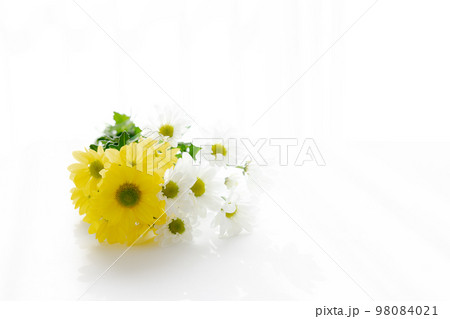 背景用　切り花　菊 98084021
