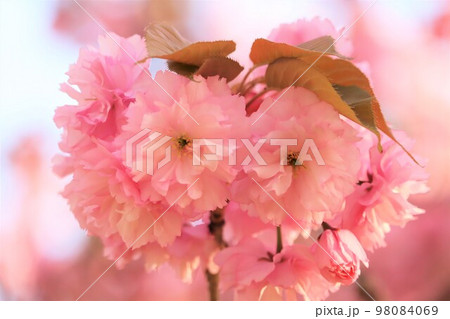 桜の開花【関山(かんざん)八重咲き】 98084069