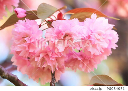 桜の開花【関山(かんざん)八重咲き】 98084071