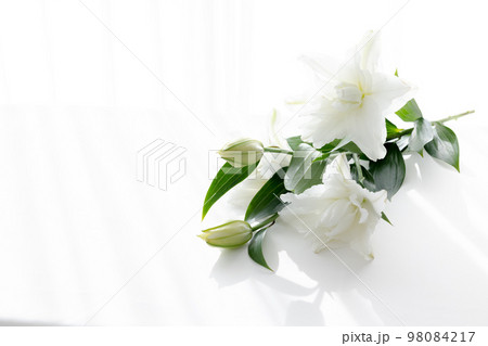 背景用 切り花 百合の花 背景用 切り花 百合の花 98084217