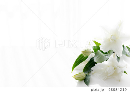 背景用　切り花　百合の花 98084219