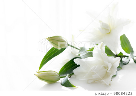 背景用　切り花　百合の花 98084222