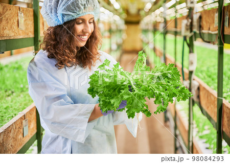 Cheerful female gardener holding green leafy plant - salad frisee. Portrait of young smiling woman worker standing in aisle between shelves with plants in greenhouse. 98084293