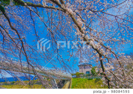 港北区の桜 98084593