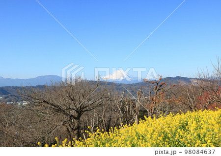 吾妻山公園からの眺望 菜の花と富士山 吾妻山公園からの眺望 菜の花と富士山 98084637