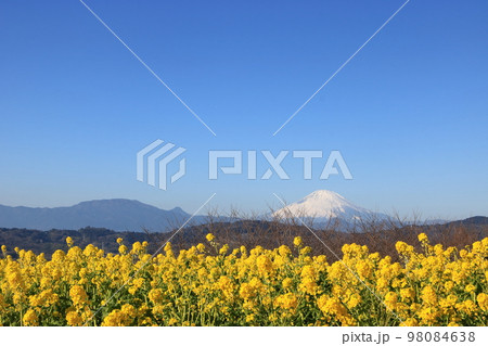 吾妻山公園からの眺望　菜の花と富士山 98084638