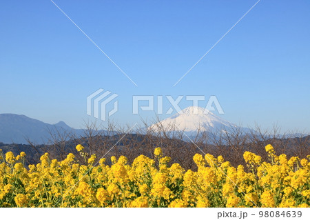 吾妻山公園からの眺望 菜の花と富士山 吾妻山公園からの眺望 菜の花と富士山 98084639