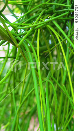 アオサンゴ（ミルクブッシュ）のある風景 98084737