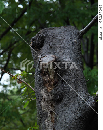 伐採 剪定された桜の木 伐採 剪定された桜の木 98085047