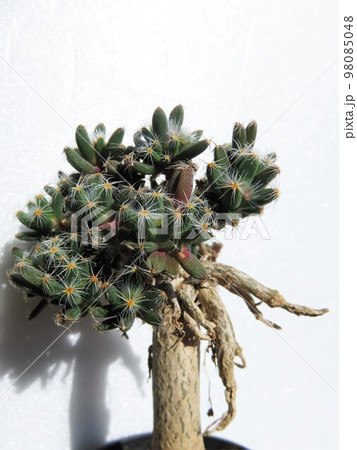 紫晃星 紫晃星 98085048