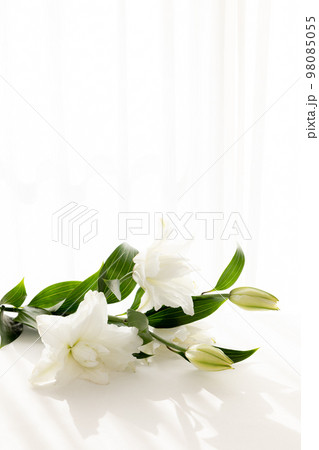 背景用　切り花　百合の花 98085055
