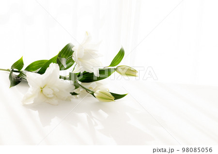 背景用　切り花　百合の花 98085056