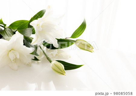 背景用　切り花　百合の花 98085058