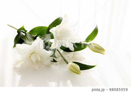 背景用　切り花　百合の花 98085059