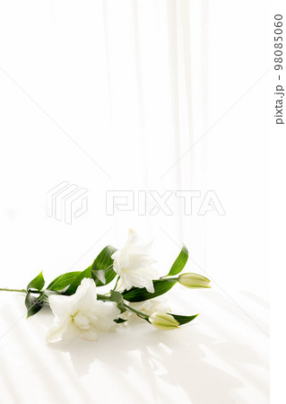 背景用　切り花　百合の花 98085060