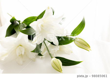 背景用　切り花　百合の花 98085061
