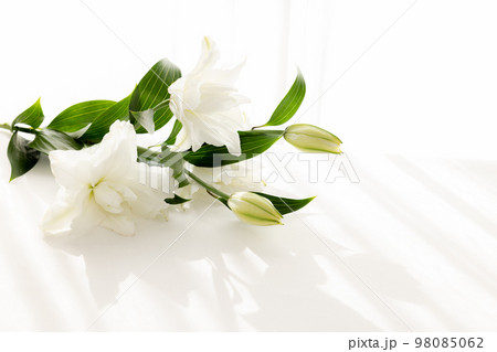 背景用 切り花 百合の花 背景用 切り花 百合の花 98085062