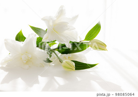 背景用　切り花　百合の花 98085064
