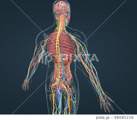 Human anatomy, nervous system and vascular pathways Human anatomy, nervous system and vascular pathways 98085226