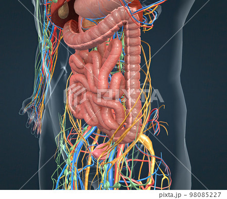 Digestive system, nervous system and vascular pathways 98085227