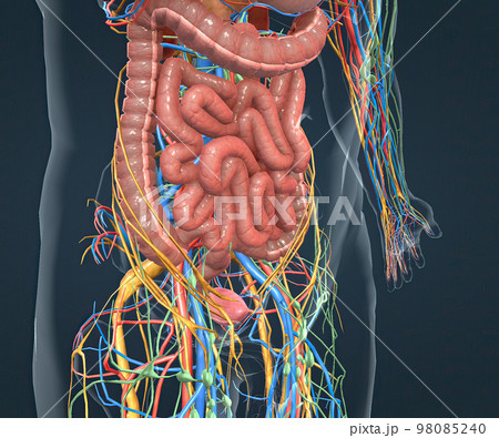 Digestive system, nervous system and vascular pathways 98085240