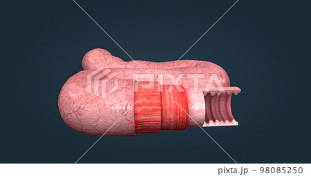 The human intestines function to absorb digestive products and have special structures to perform this function. The human intestines function to absorb digestive products and have special structures to perform this function. 98085250