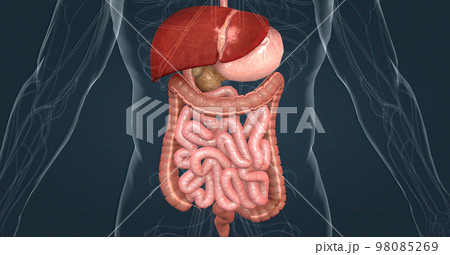 The main task of the liver in the digestive system is to process the nutrients absorbed from the small intestine. 98085269