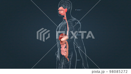 The human digestive system consists of the gastrointestinal tract and auxiliary digestive organs. 98085272