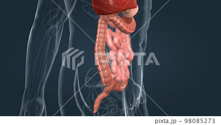 The intestines are responsible for breaking down food, absorbing its nutrients, and solidifying waste. The intestines are responsible for breaking down food, absorbing its nutrients, and solidifying waste. 98085273