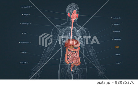 The digestive system consists of the GI tract, liver, pancreas, and gallbladder. The digestive system consists of the GI tract, liver, pancreas, and gallbladder. 98085276