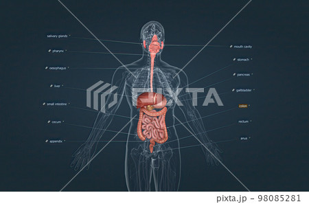 The digestive system consists of the GI tract, liver, pancreas, and gallbladder. 98085281