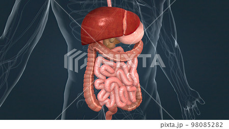 The human digestive system consists of the gastrointestinal tract and auxiliary digestive organs. The human digestive system consists of the gastrointestinal tract and auxiliary digestive organs. 98085282