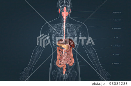 The digestive system consists of the GI tract, liver, pancreas, and gallbladder. The digestive system consists of the GI tract, liver, pancreas, and gallbladder. 98085283