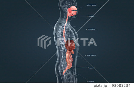 The digestive system consists of the GI tract, liver, pancreas, and gallbladder. The digestive system consists of the GI tract, liver, pancreas, and gallbladder. 98085284