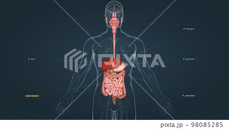 The human digestive system consists of the gastrointestinal tract and auxiliary digestive organs. The human digestive system consists of the gastrointestinal tract and auxiliary digestive organs. 98085285