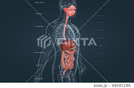 The digestive system consists of the GI tract, liver, pancreas, and gallbladder. The digestive system consists of the GI tract, liver, pancreas, and gallbladder. 98085286