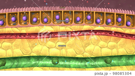 The small intestine is the primary microvilli location. 98085304
