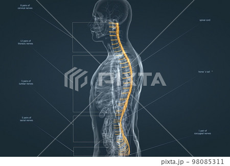 The nervous system is the command center of the body. 98085311