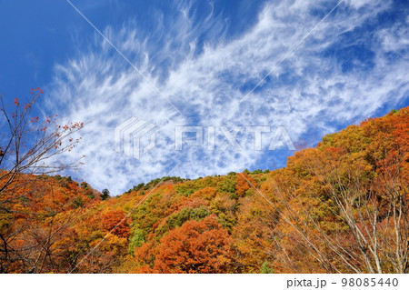 山梨県南巨摩郡身延町中ノ倉 本栖湖展望公園からの湖畔の紅葉と秋の空 山梨県南巨摩郡身延町中ノ倉 本栖湖展望公園からの湖畔の紅葉と秋の空 98085440
