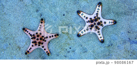 Chocolate Chip Sea Star, Bunaken National Marine Park, Indonesia Chocolate Chip Sea Star, Bunaken National Marine Park, Indonesia 98086167