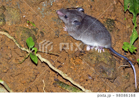 Sumichrast s Vesper Rat, Corcovado National Park, Costa Rica Sumichrast s Vesper Rat, Corcovado National Park, Costa Rica 98086168