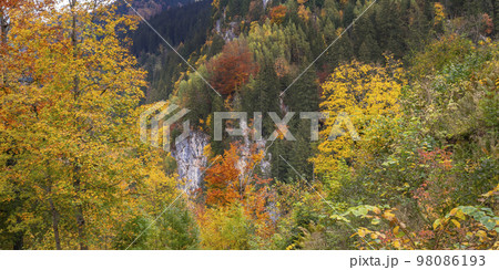 Autumn Mixed Forest, Fussen, Germany 98086193